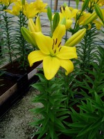 [1629 Pavia No02.JPG]